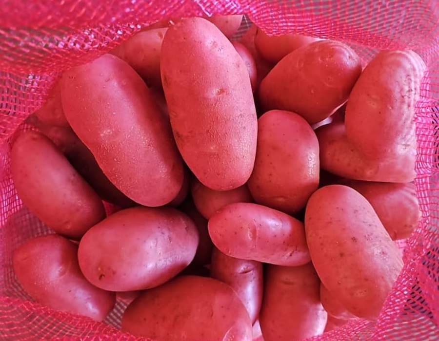 batata asterix